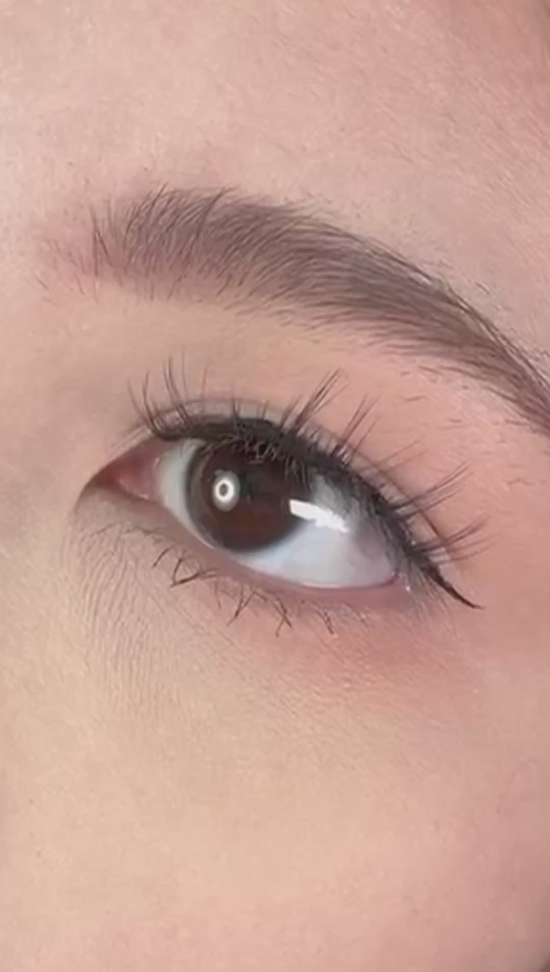 Upper Lash - Lush Wild D Curl