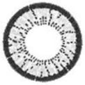 ICK Animate Grey (1 lens/pack)-Colored Contacts-UNIQSO